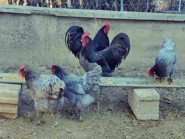 Інкубаційне яйце птиці різних порід Австралорп блакитний, чорний,спліш