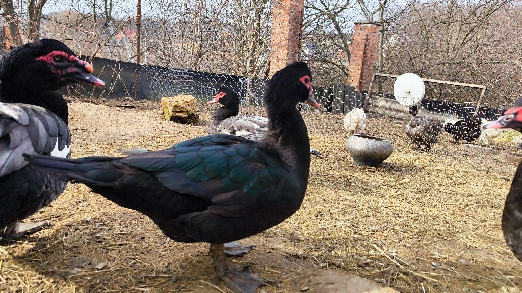 Продам ія мускусних голубих качок