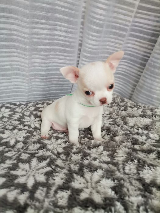 Chihuahua piesek  FCI