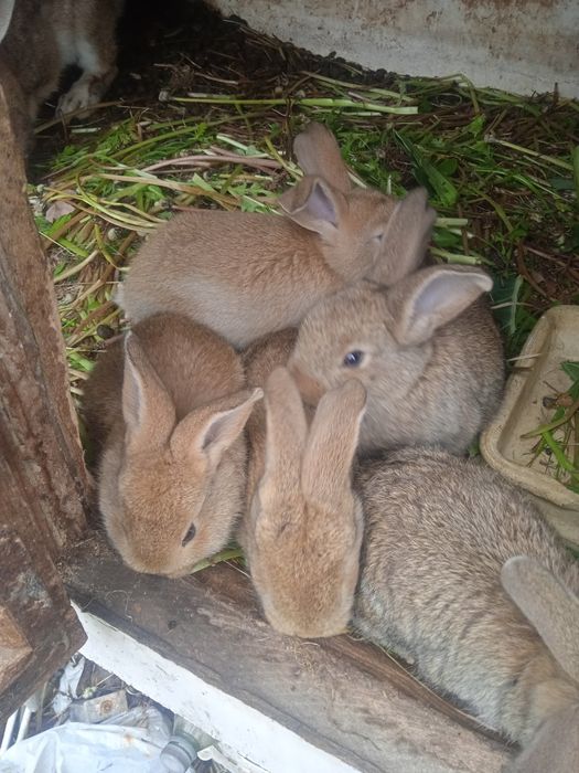 Małe Króliki odbiór osobisty