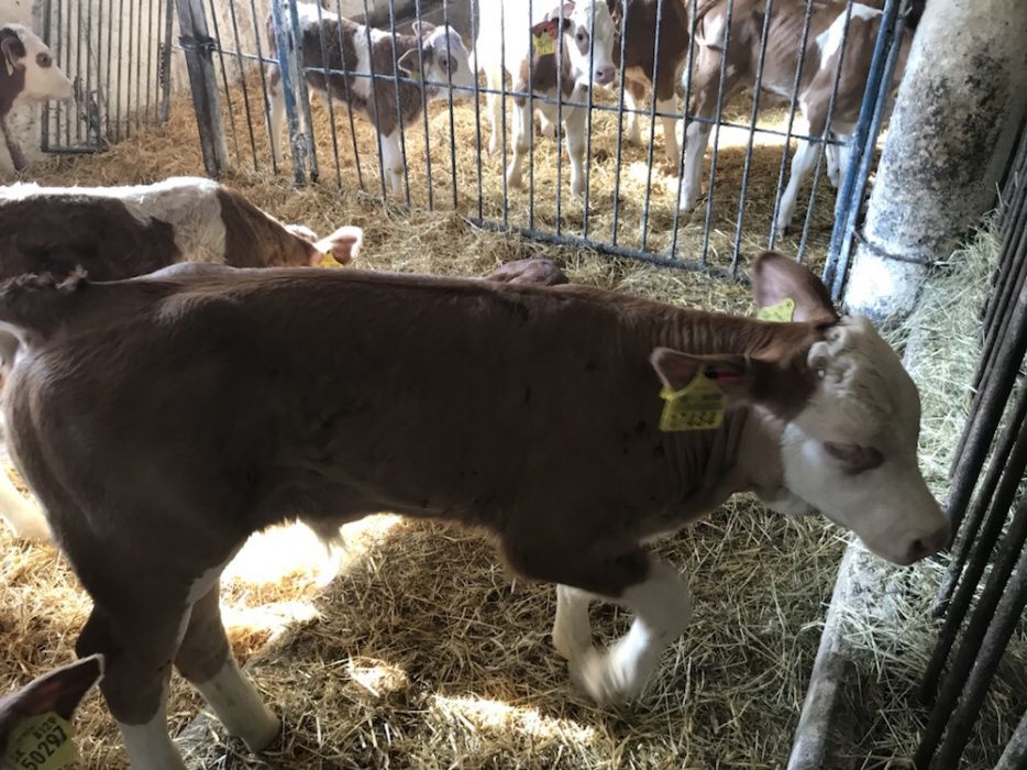 Cielęta MIĘSNE Byczki Simental w czystej rasie 60-100kg