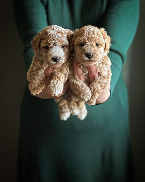 Bichpoo/ Poochon ( Maltipoo, Cavapoo)