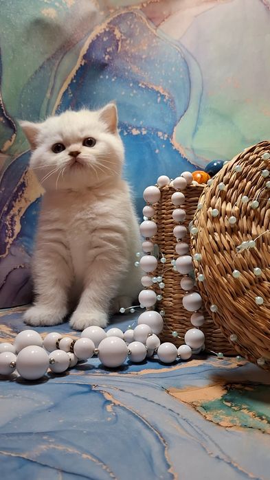 Голубоглазые шотландские котята