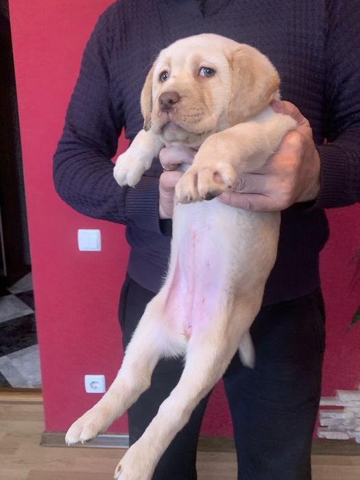 Шикарні щенята Лабрадорів