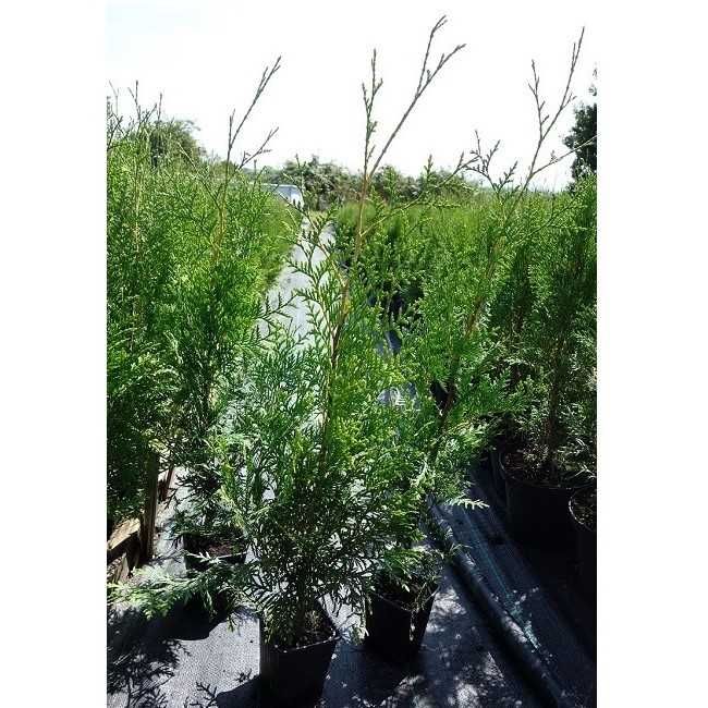 Tuja Brabant! Thuja! 70, 80, 100, 120 cm! Dowozimy! Sadzimy tuje!
