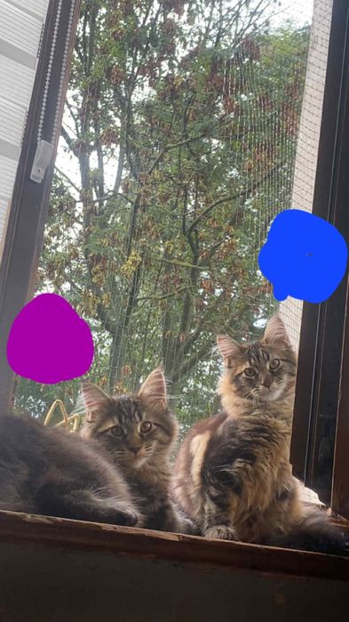 Maine coon kot i kotka 5 mies