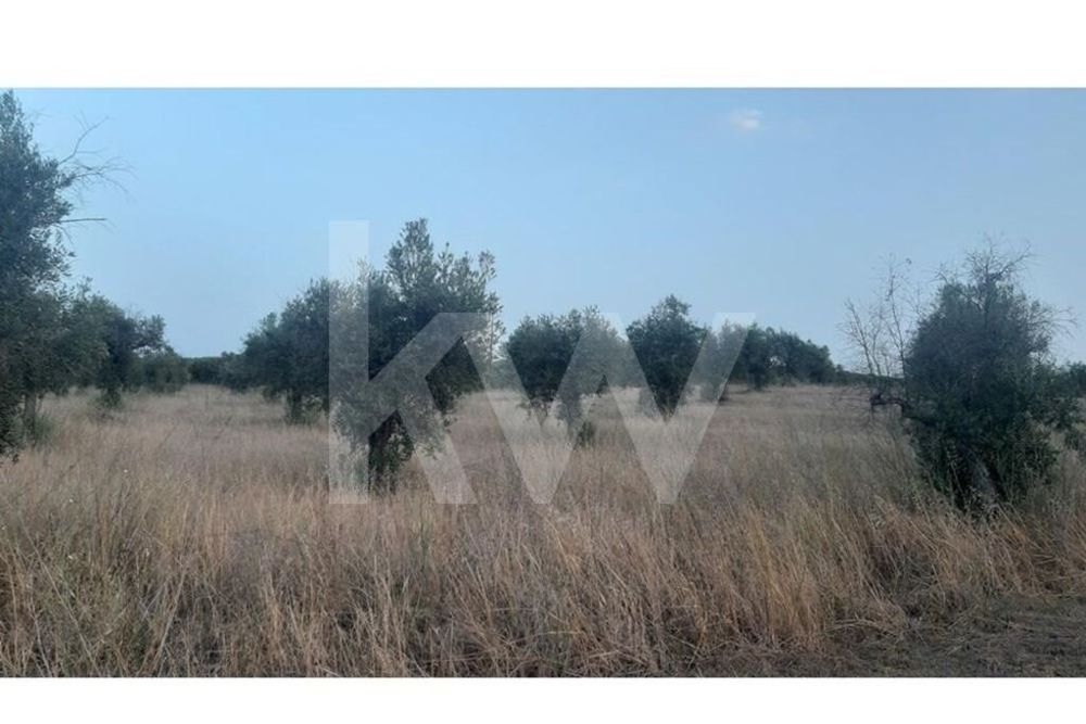 Terreno rústico com plantação de Olival em Avis Portalegre