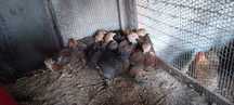 Pintos de Brahma Perdiz Gold Puros