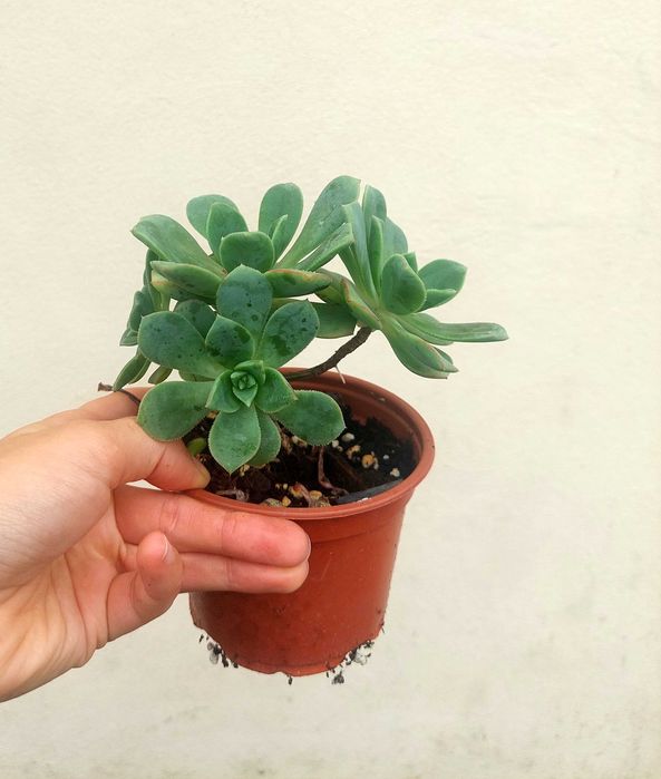 Suculenta Aeonium verde