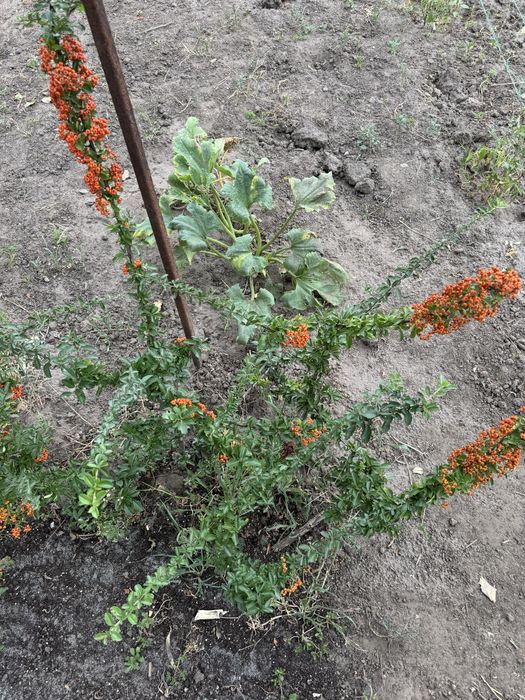 Піроканта павловнія