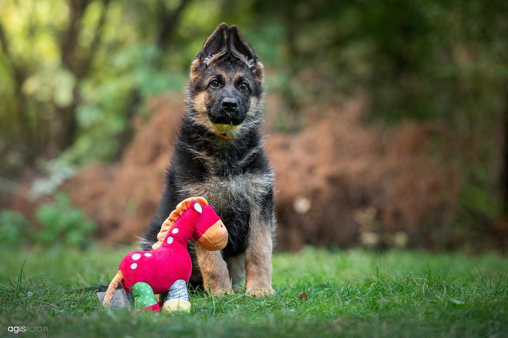 Szczenięta owczarek niemiecki. Owczarek Niemiecki