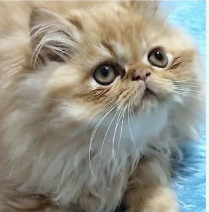 Menina persa himalaia