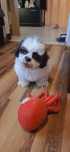Śliczny Piesek shih tzu