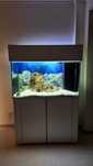 Casal de frontosas e aquario e sump