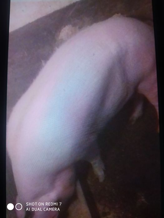 Продам свиню петрен+ландрас