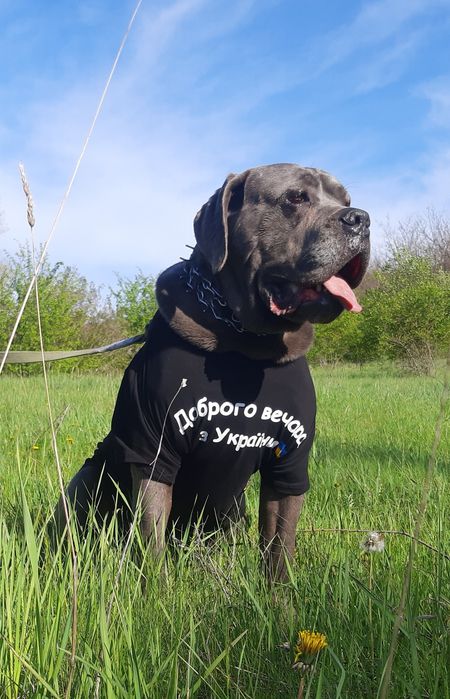 Сірий красунчик кане корсо,,Рекс,,