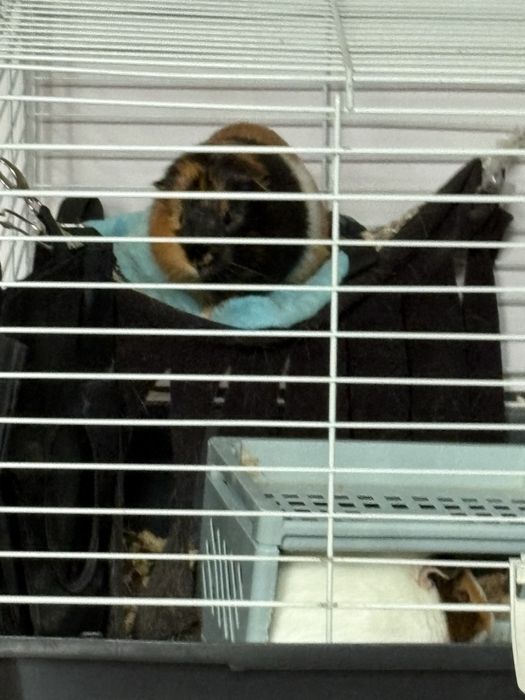 2 swinki morskie z klatką