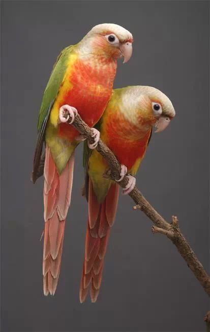 Casal pyrruras reprodutor
