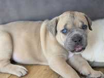 Suczka Cane Corso Italiano po Championach!