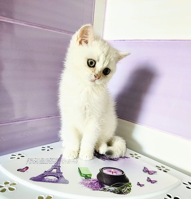 Серебриста шиншила