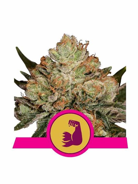 Nasiona marihuany femka HulkBerry / Royal Queen Seeds 3szt