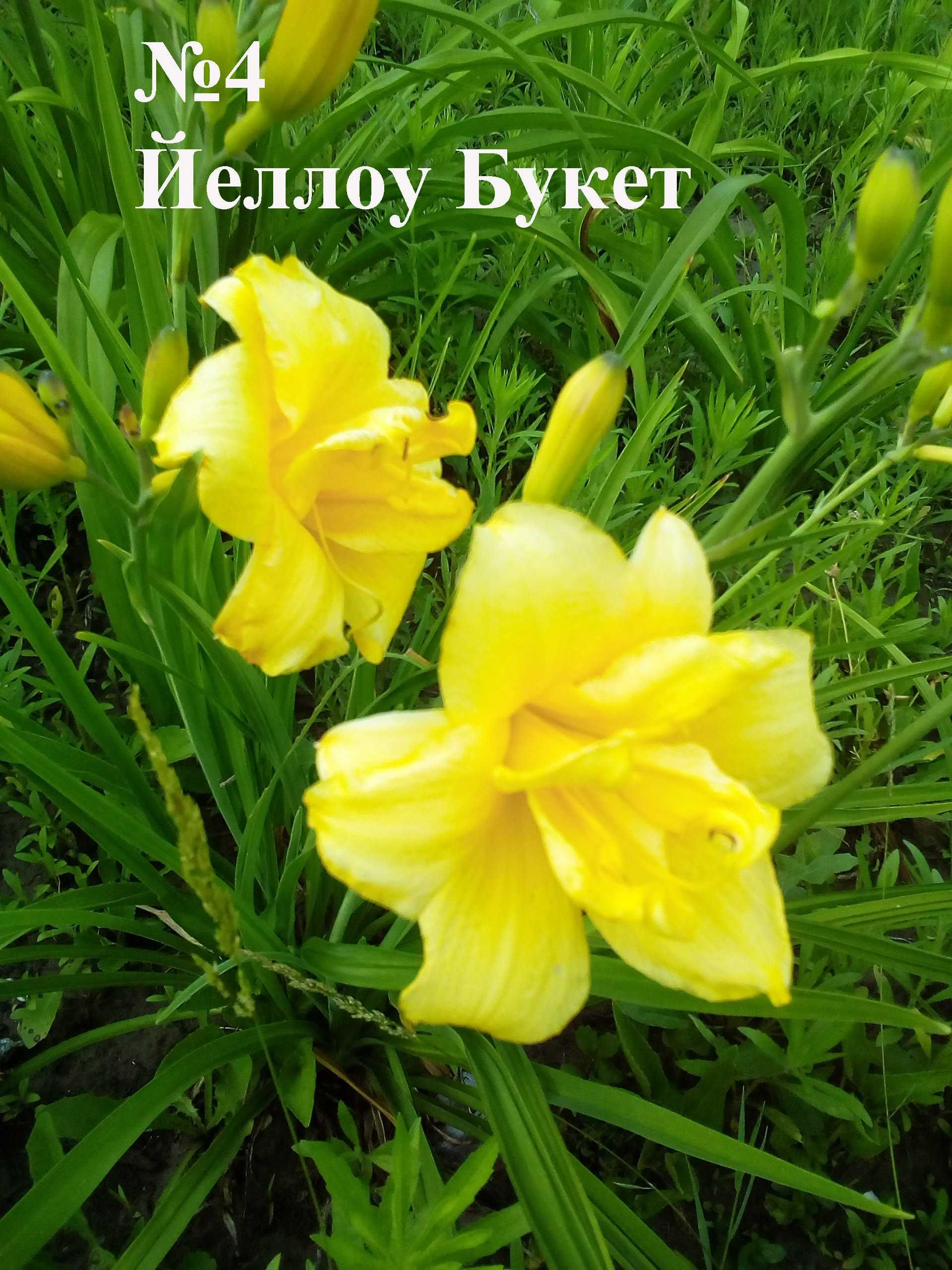 лилейники - многолетние цветы для сада