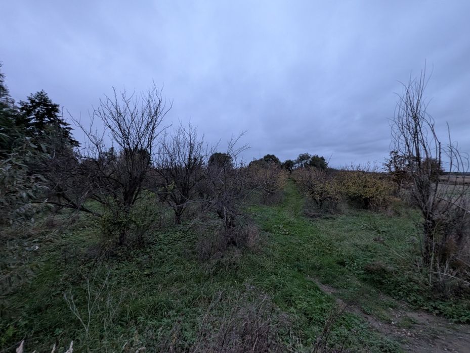 Drewno drzewa owocowe śliwka