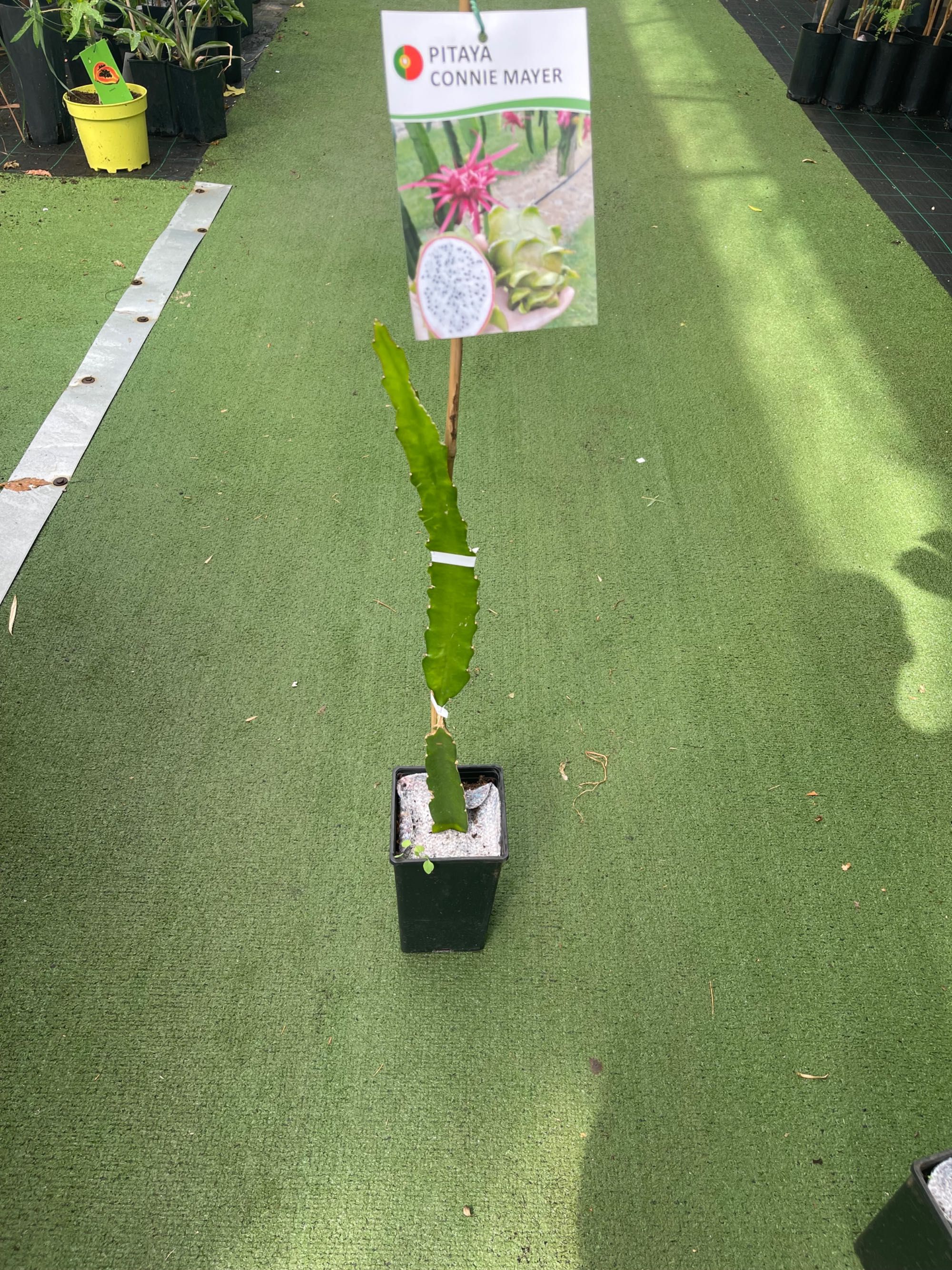 Pitaya connie Mayer