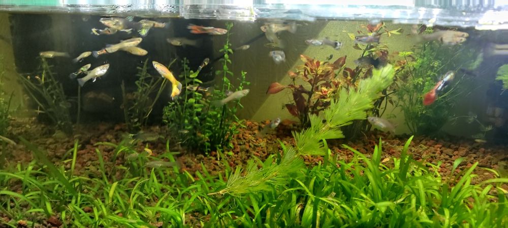 Gupiki różne odmiany dorosłe ryby lub młode molinezja ryby młode