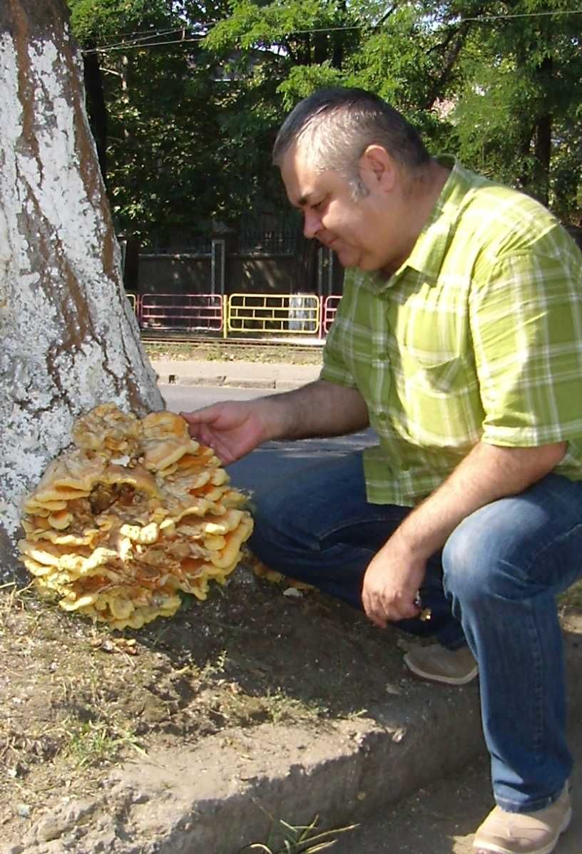 Міцелій для пеньків