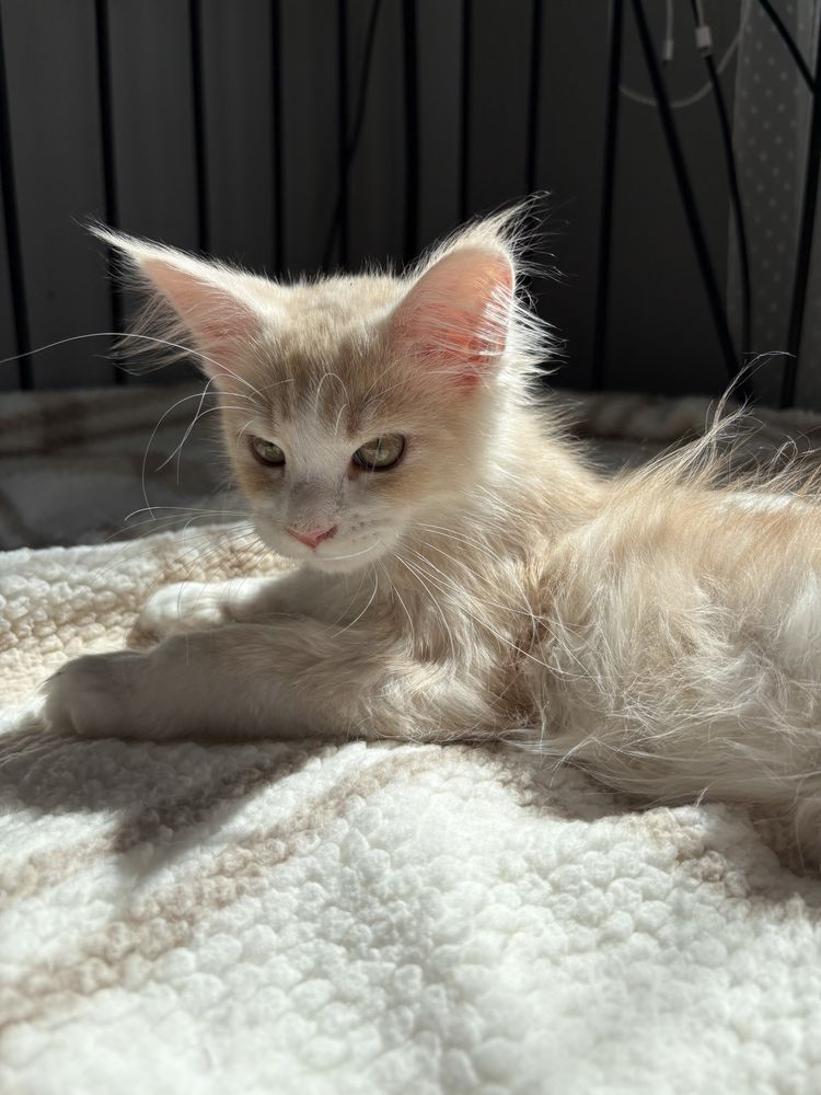 Kocur Maine Coon Gustaw
