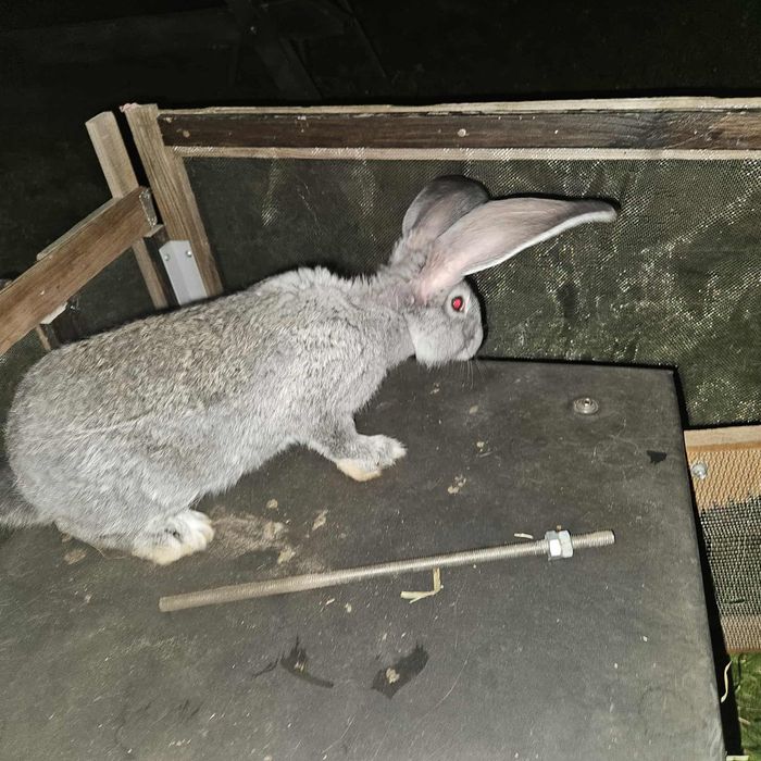 Sprzedam samce olbrzym belgijski