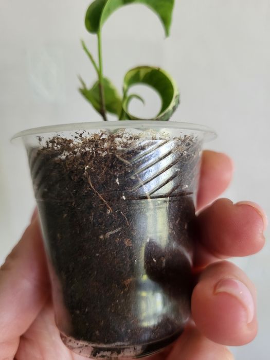 Фікус Ірен, варієгатний