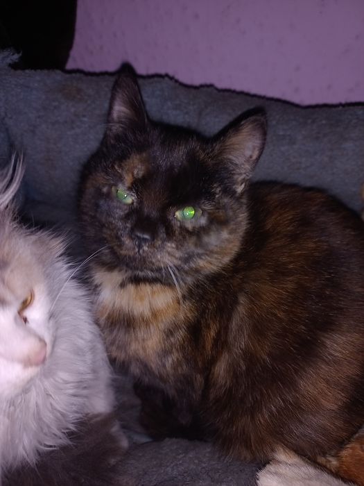 3 дівчинки стерилізовані, відаєм у добрі руки