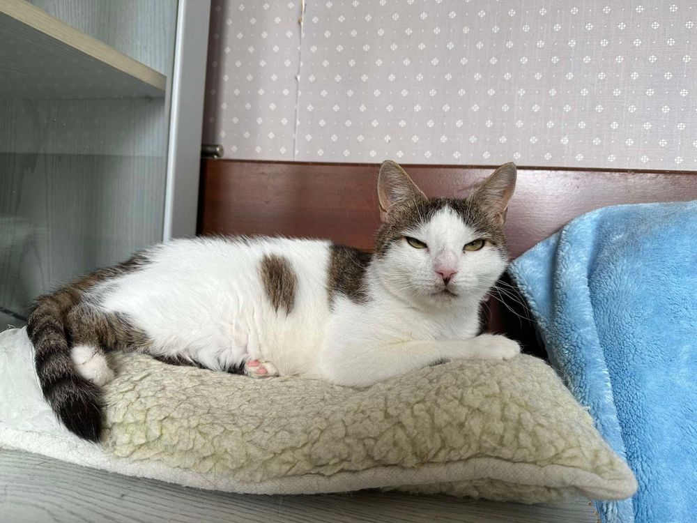 Prawdziwy pieszczoch Pumba szuka domu - kocurek do adopcji