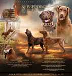 Chesapeake bay retriever