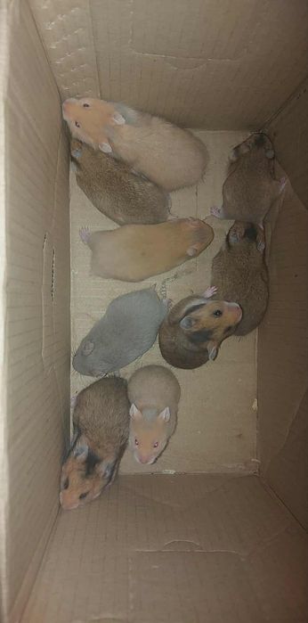 Sprzedam zamienię chomiki