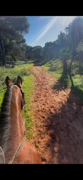 Horse livery boxes available - Quinta da Marinha, Cascais