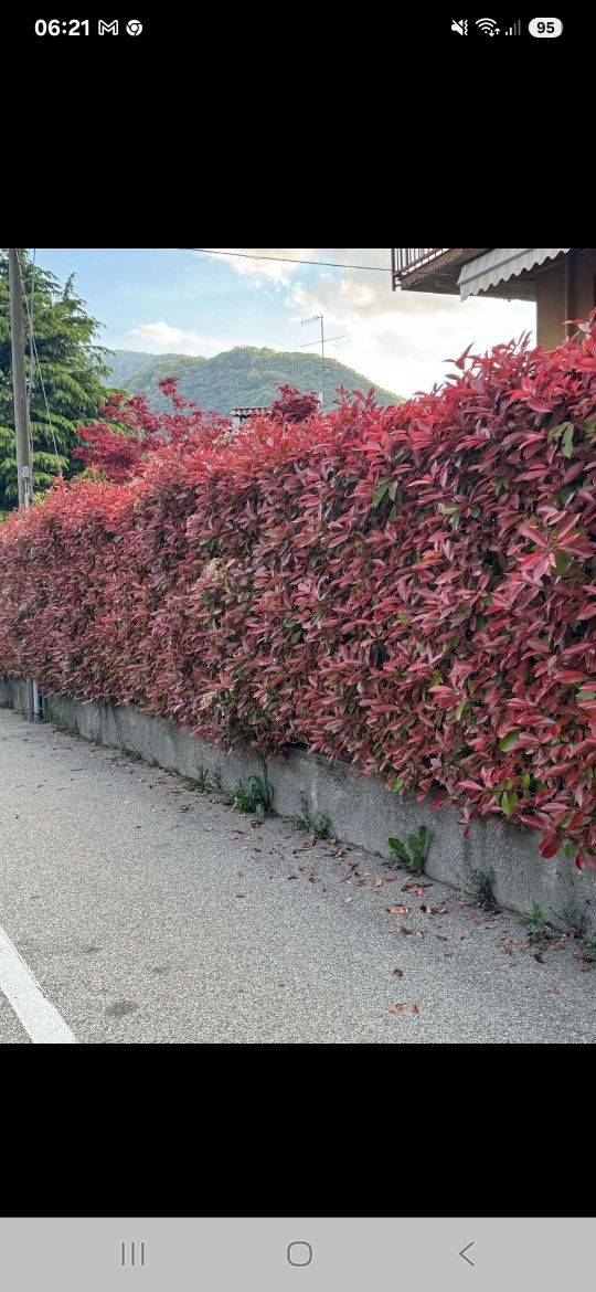 Głogowbik Photinia Redrobin 80cm donicach C5