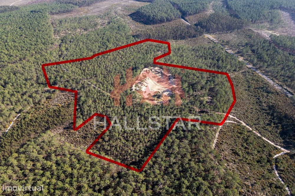 Terreno Florestal / Pinhal / Área Total de 59.400m2 / Nazaré