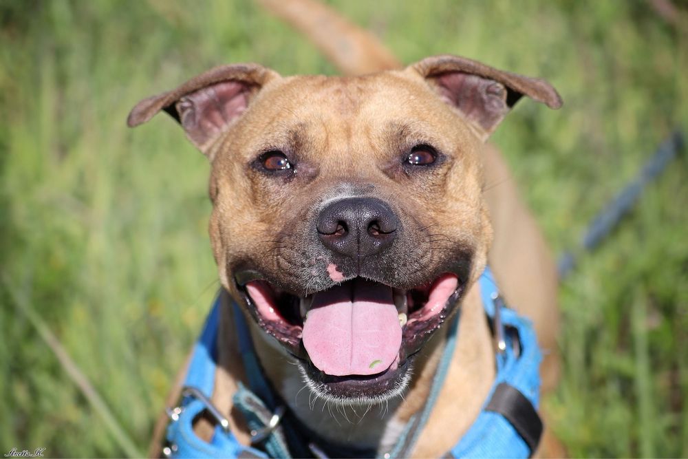 Piękny, wysportowy Pitbull Roki czeka na dom