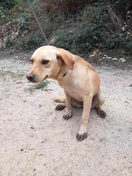 Cadela Porte Médio (18kg) Para Adoção (Palhacinha)