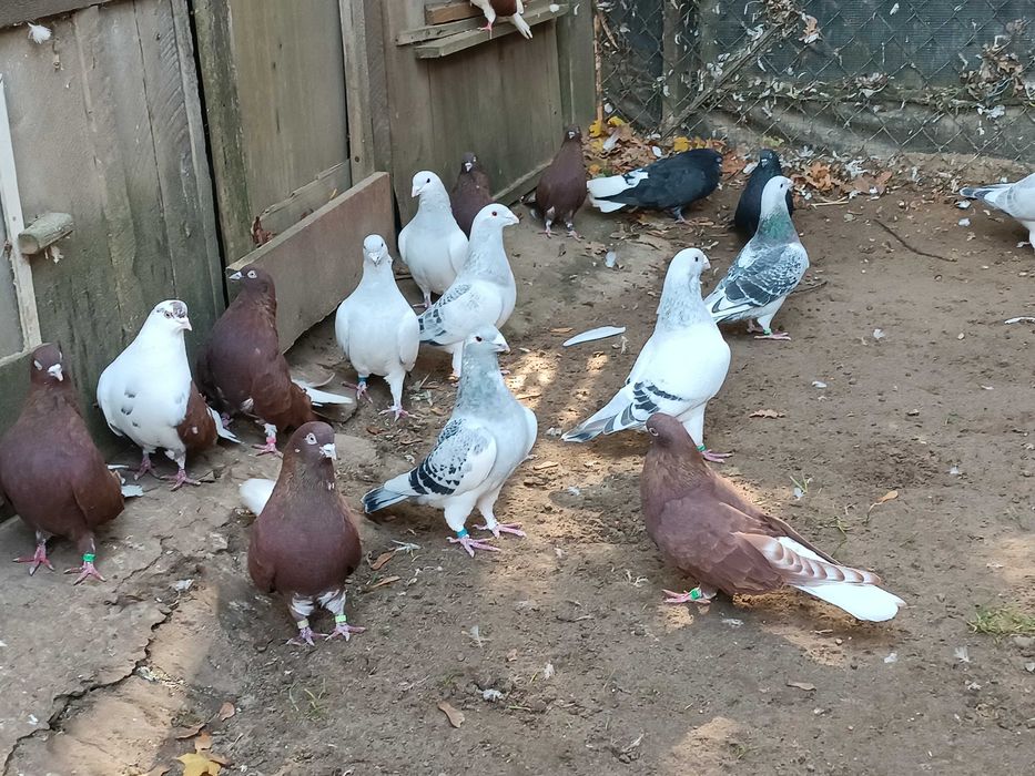 Gołębie orliki i standard