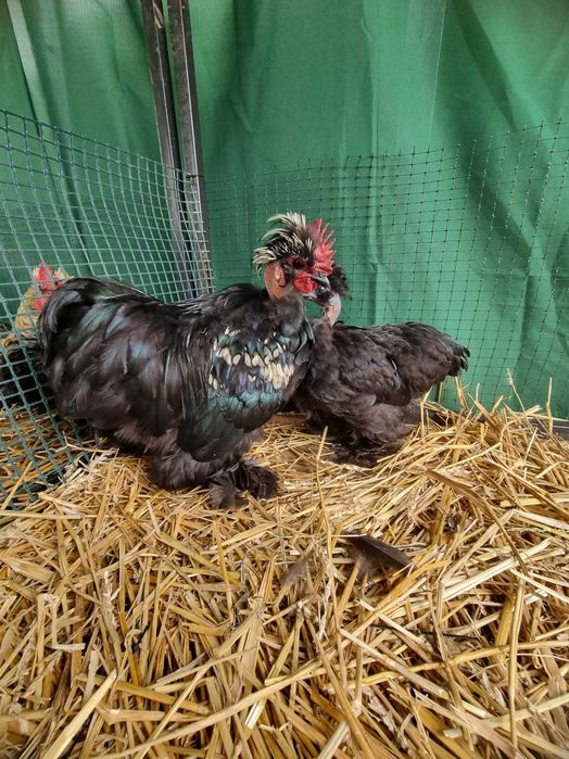 Kury koguty silka jedwabista