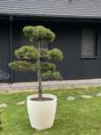 Sosna Czarna Bonsai formowana niwaki drzewo drzewko