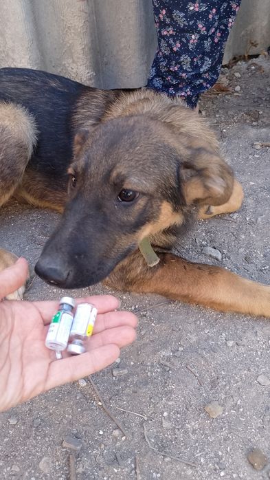 Особливе цуценя після ДТП