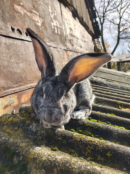 Sprzedam samca Belga