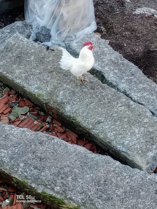 Casal de garnisés adultos. O casal 10€