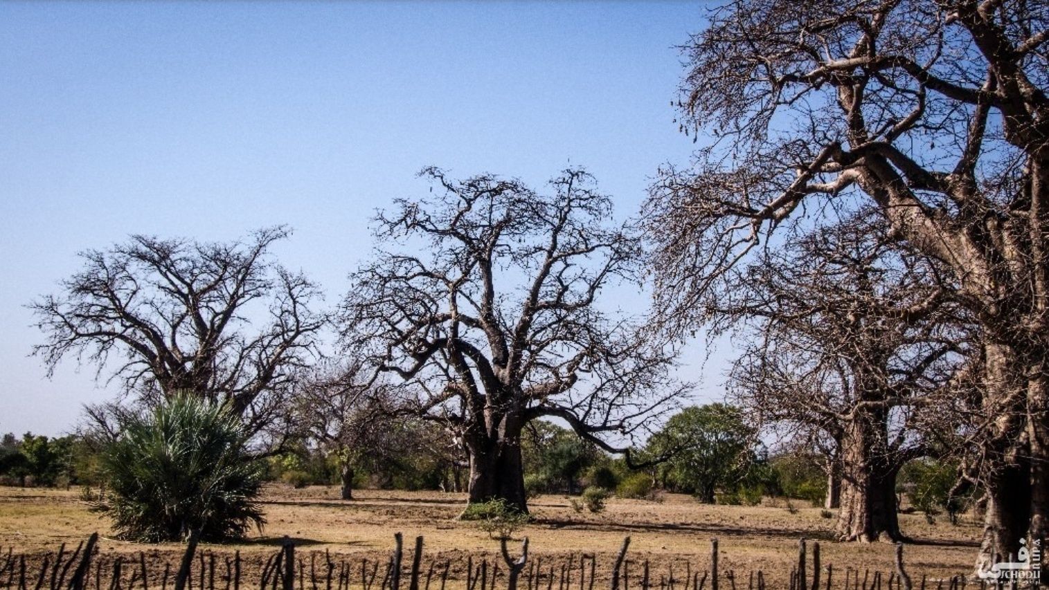 Baobab afrykański - wyrośnięta sadzonka