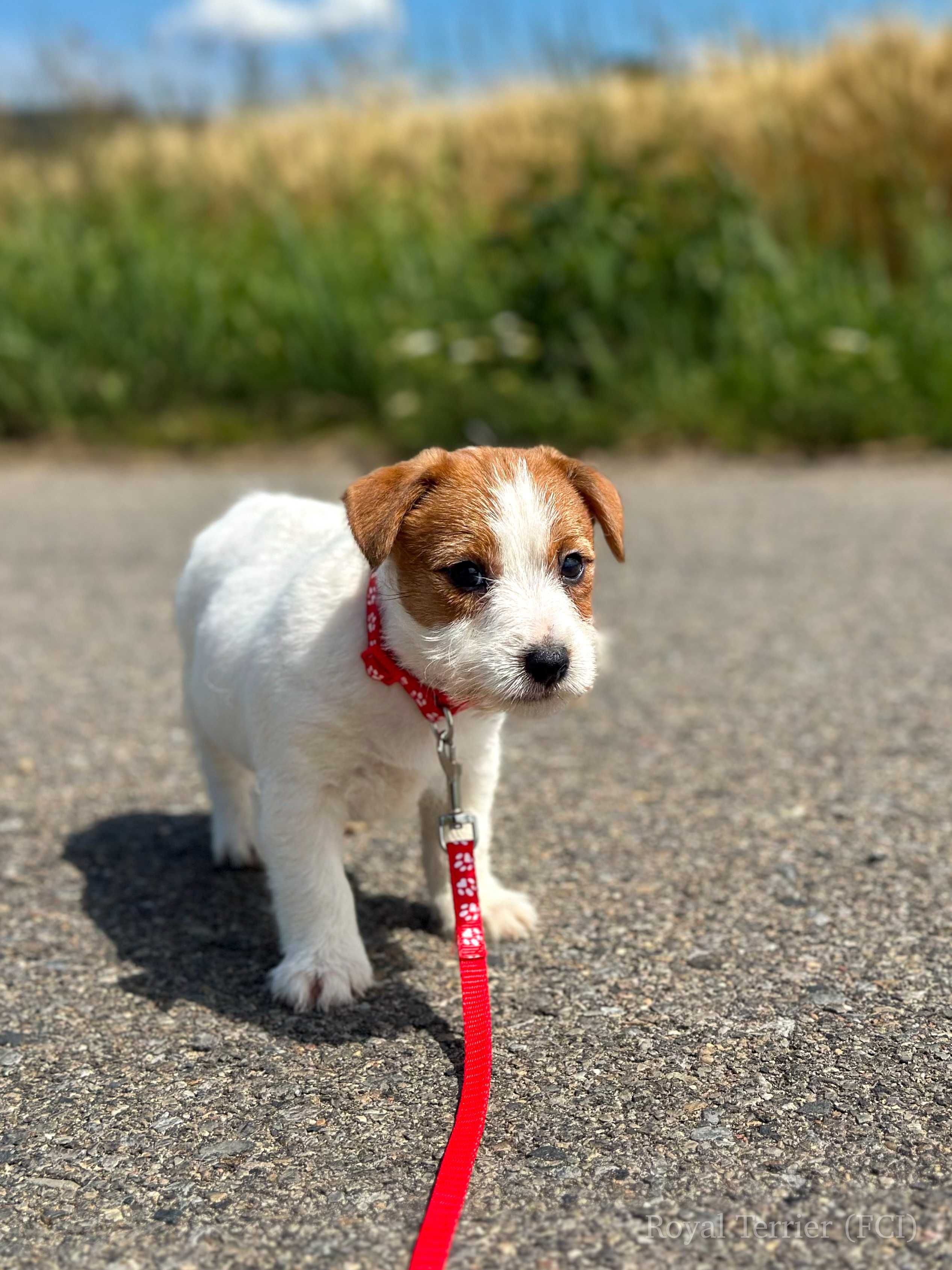 suczka Jack Russell terrier ZKWP/FCI szorstkowłosa